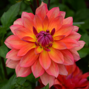 Dahlia nain double Tricolor