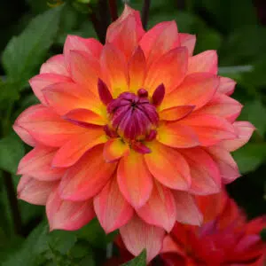 Dahlia nain double Tricolor