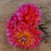 Dahlia nain double Tricolor