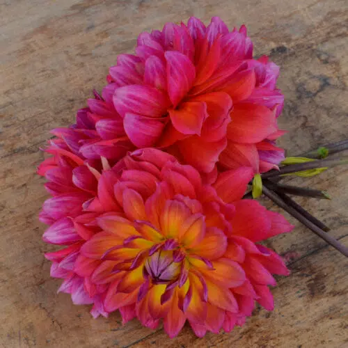 Dahlia nain double Tricolor