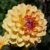 Dahlia nain double Vendée Globe