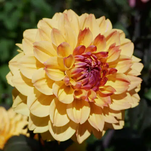 Dahlia nain double Vendée Globe