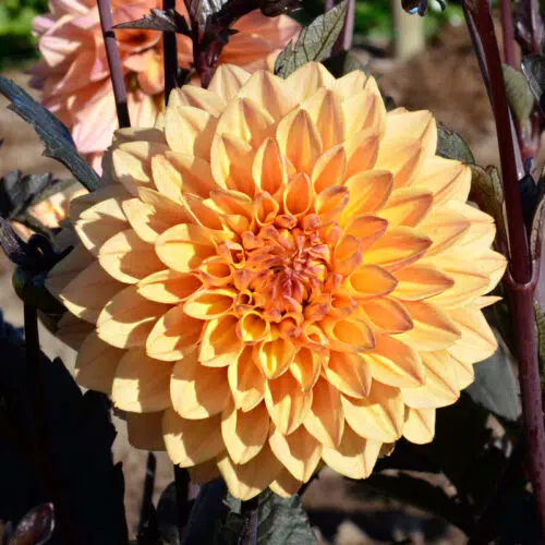 Dahlia nain double Vendée Globe