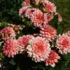 Dahlia Nain Double Zanzibar