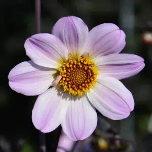 Dahlia nain simple Bishop of Dover
