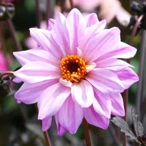 Dahlia nain simple Bishop of Leicester