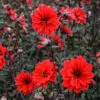 Dahlia nain simple Bishop of Llandaff