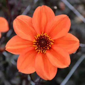 Dahlia nain simple Bishop of Oxford