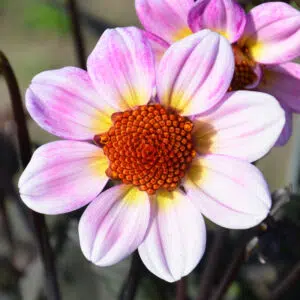 Dahlia nain simple Dark Angel American Pie