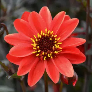 Dahlia nain simple Dark Angel Pulp Fiction