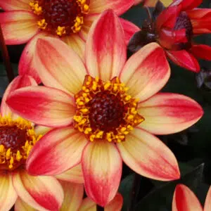 Dahlia nain simple Dark Angel Star Wars