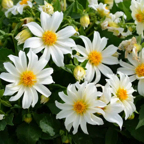 Dahlia Nain Simple Dazy Blanc