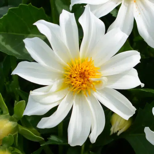 Dahlia Nain Simple Dazy Blanc