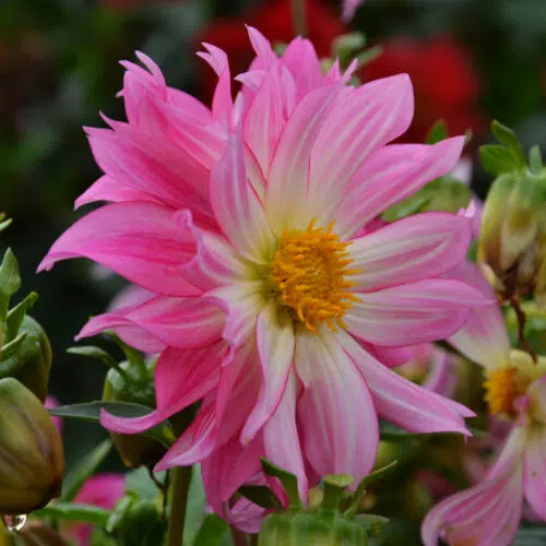 Dahlia Nain Simple Dazy Rose