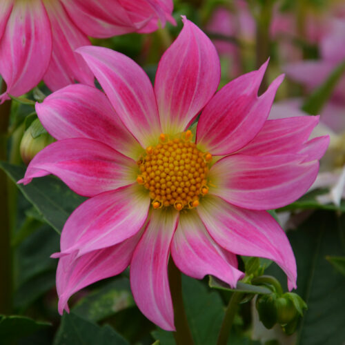 Dahlia Nain Simple Dazy Rose