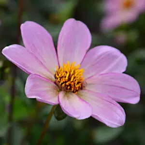 Dahlia nain simple Halo