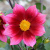 Dahlia nain simple Héroïne