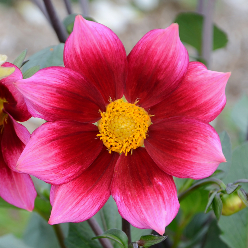 Dahlia nain simple Héroïne