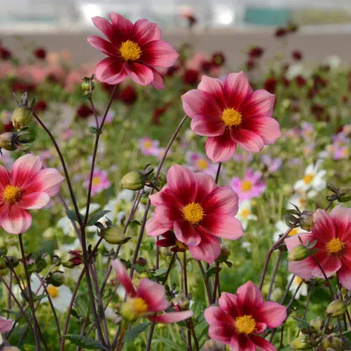 Dahlia nain simple Héroïne