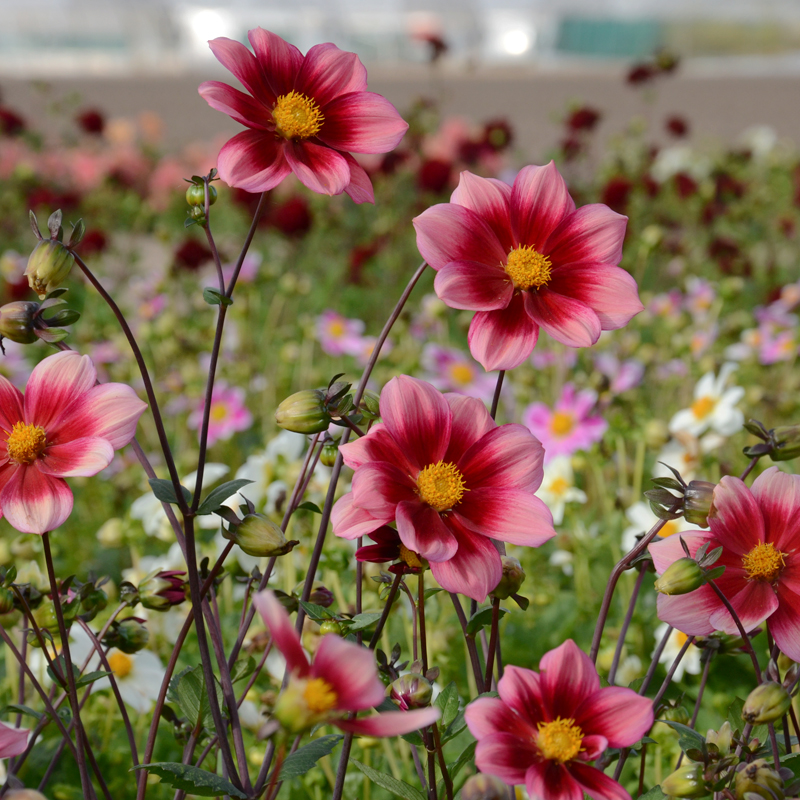 Dahlia nain simple Héroïne
