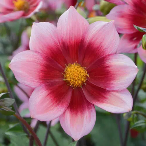 Dahlia nain simple Héroïne Bio