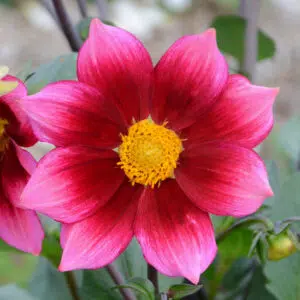 Fleur de Dahlia nain simple Héroïne Bio