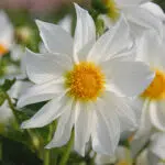 Dahlia Nain Simple Innocence
