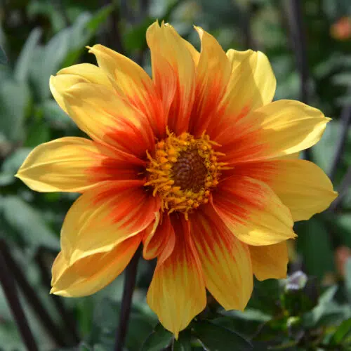 Dahlia Nain Simple Jardin des Plantes de Paris