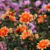 Dahlia Nain Simple Jardin des Plantes de Paris