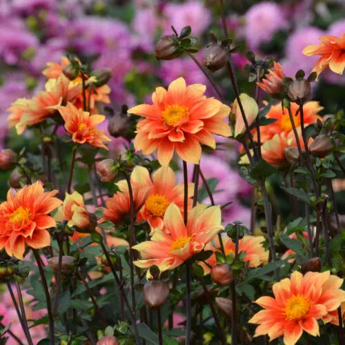 Dahlia Nain Simple Jardin des Plantes de Paris