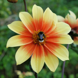 Dahlia Nain Simple Jardin des Plantes de Paris