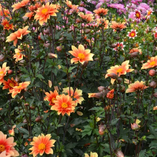 Dahlia Nain Simple Jardin des Plantes de Paris