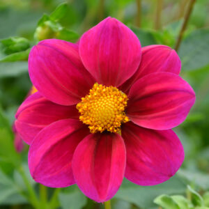 Fleur de Dahlia Nain Simple Jet