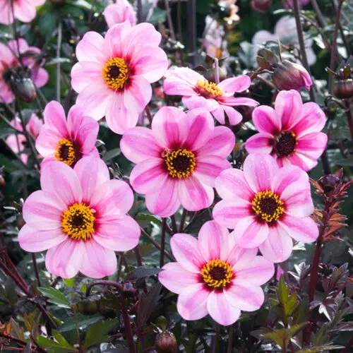 Dahlia Nain Simple Mystic Ladies Candy Eyes