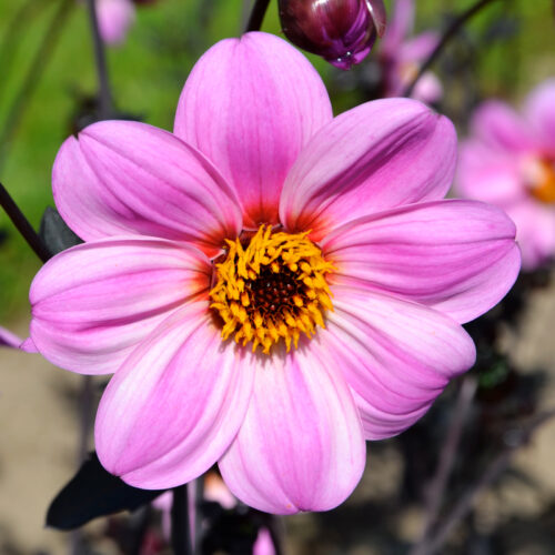 Dahlia Nain Simple Mystic Ladies Candy Eyes