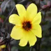 Dahlia Nain Simple Mystic Ladies Knock Out