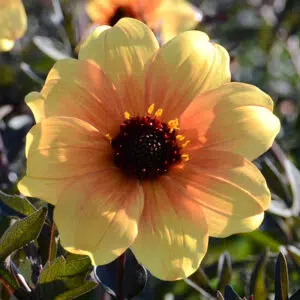 Dahlia nain simple Mystic Ladies Spirit