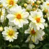 Dahlia nain simple Nimbus