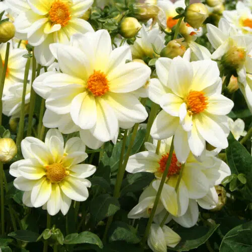 Dahlia nain simple Nimbus