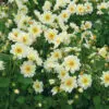 Dahlia nain simple Nimbus