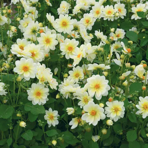 Dahlia nain simple Nimbus