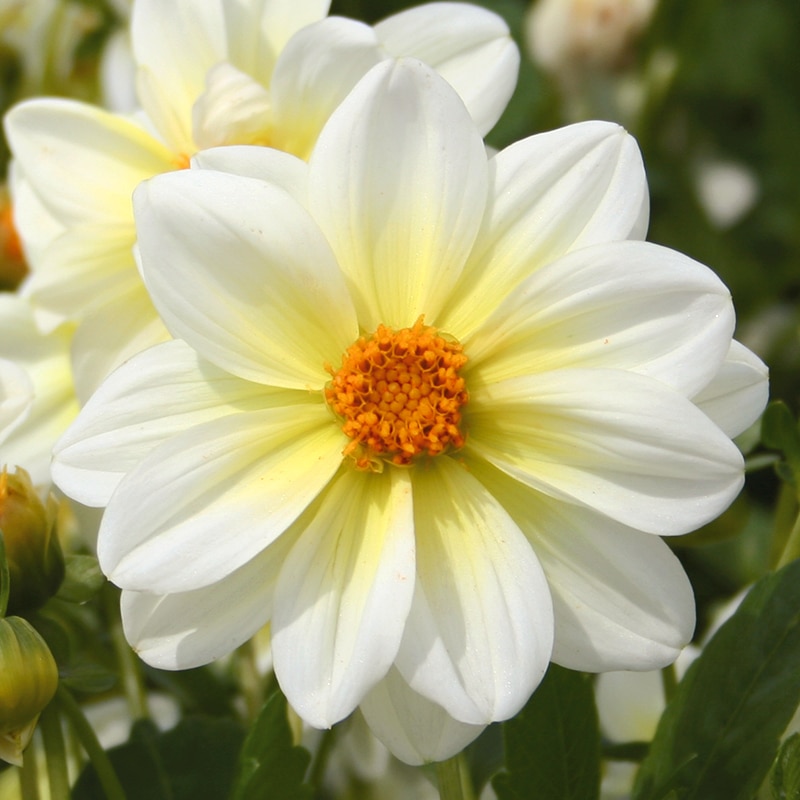 Fleur de Dahlia nain simple Nimbus