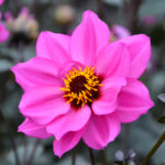 Dahlia nain simple Nirvana Bio