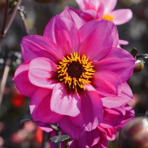 Dahlia nain simple Nirvana Bio