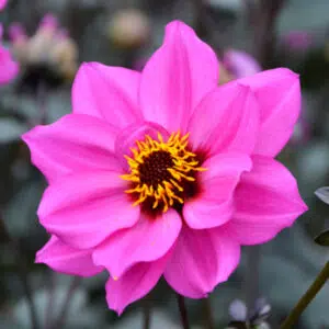 Dahlia nain simple Nirvana Bio