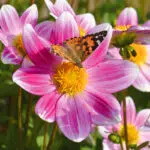 Dahlia nain simple P'tit Coquin Bio