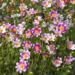 Dahlia nain simple P'tit Coquin Bio