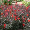 Dahlia nain simple Pampa Bio