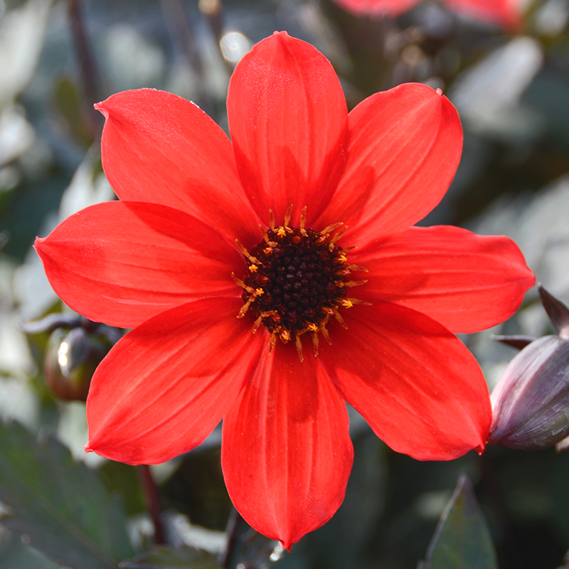 Dahlia Nain Simple Pampa Bio - Ernest TURC