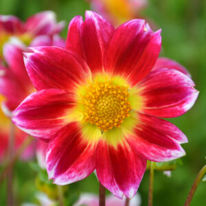 Dahlia Nain Simple Pitchoun